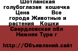 Шотланская голубоглазая  кошечка › Цена ­ 5 000 - Все города Животные и растения » Кошки   . Свердловская обл.,Нижняя Тура г.